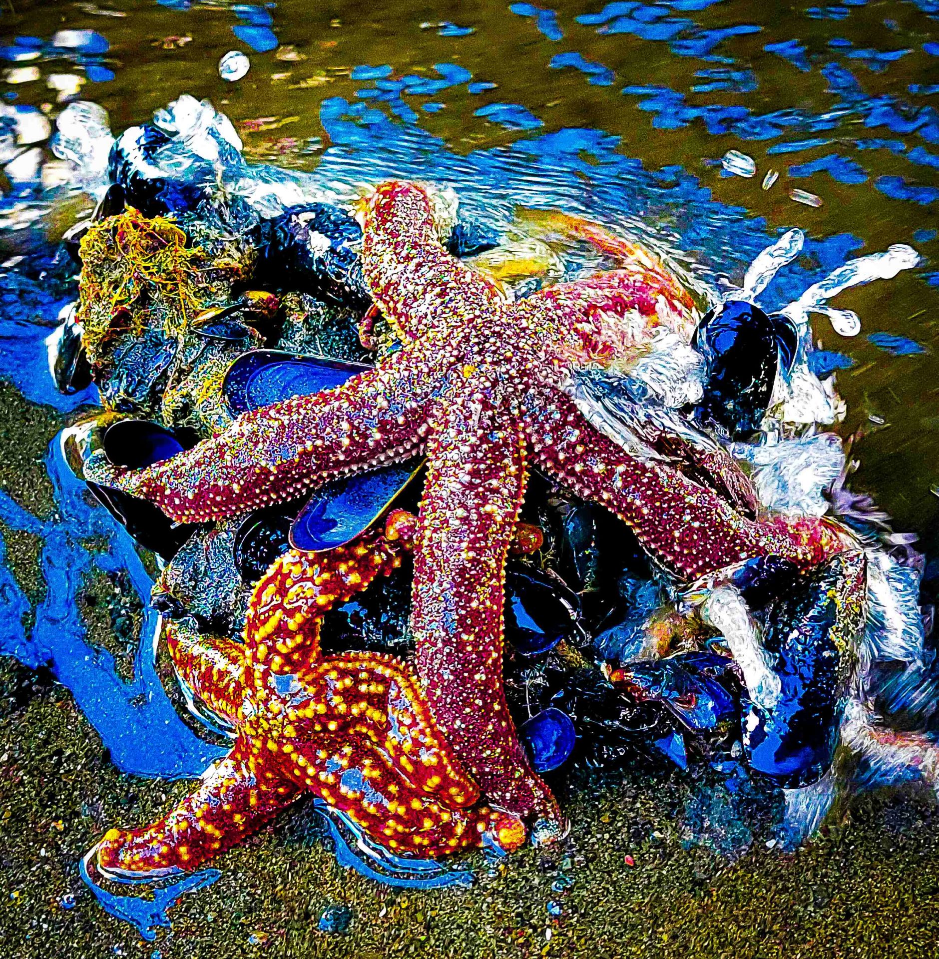 Starfish On Sand